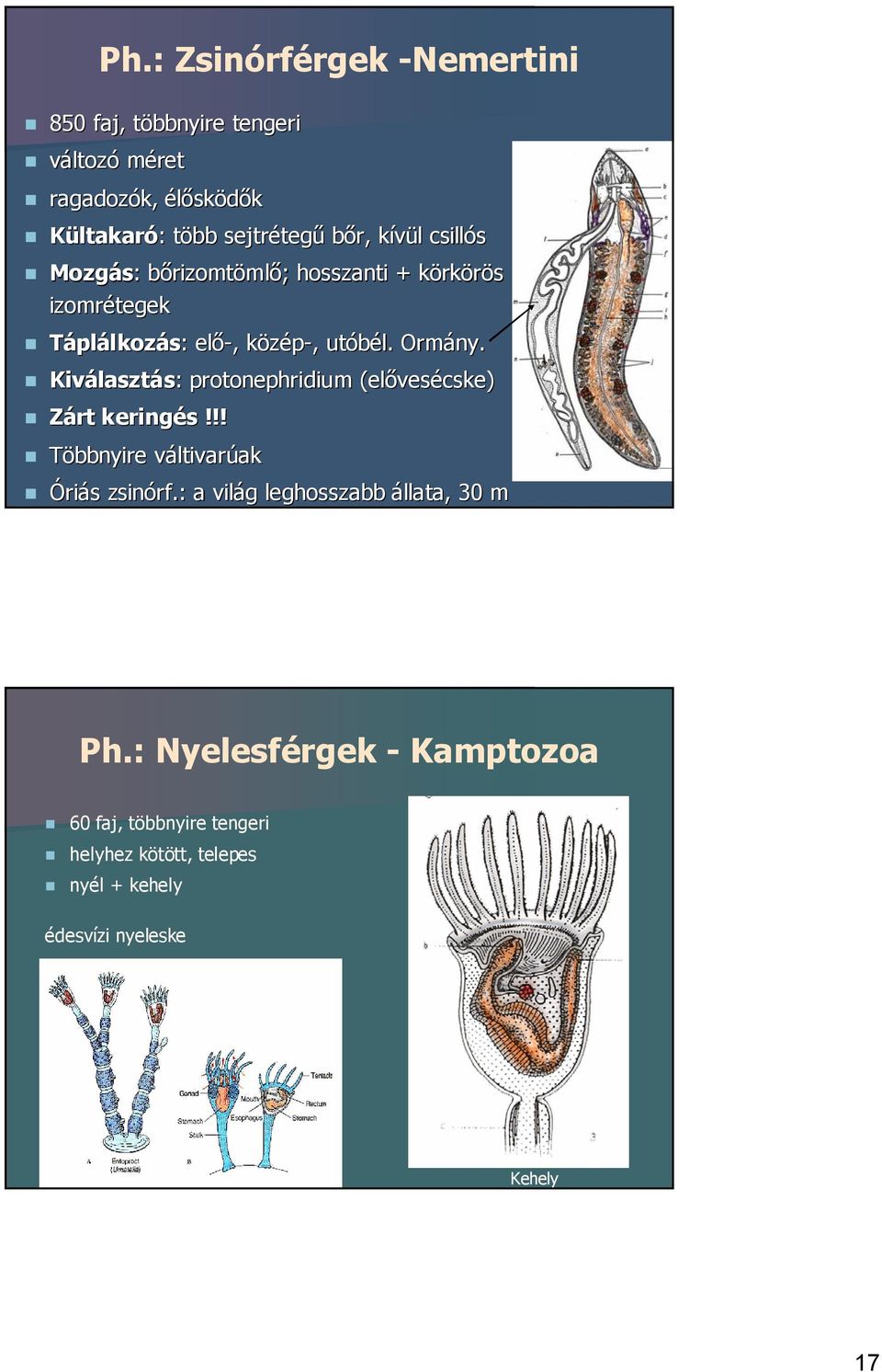 Kiválasztás: protonephridium (elővesécske) Zárt keringés!!! Többnyire váltivarúak Óriás zsinórf.