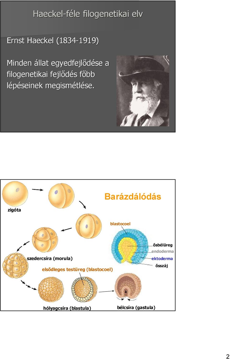 Barázdálódás zigóta blastocoel ősbélüreg endoderma szedercsíra (morula)