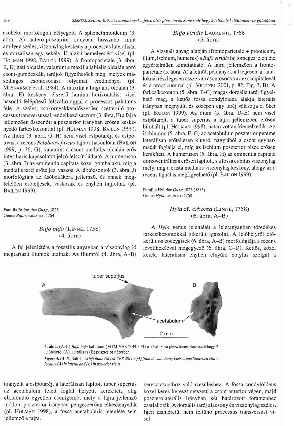 A frontoparietale (3. abra, B, D) hati oldalan, valamint a maxilla labialis oldalan apr6 csont-gum6cskak, tarejok figyelhet6ek meg, melyek masodlagos csontosodasi folyamat eredmenyei (pi.