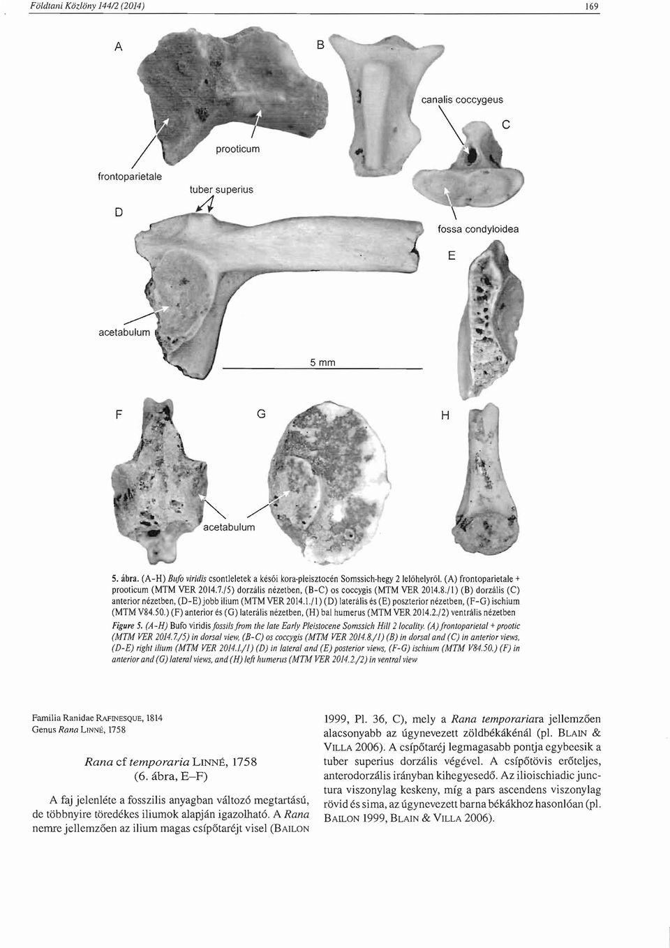 50.) (F) anterior es (G) laterillis nezetben, (H) bal humerus (MTM VER 2014.2./2) ventralis nezetben Figure 5. (A-H) Bufo viridisjossilsjrom the late Early Pleistocene Somssich Hil/210cality.