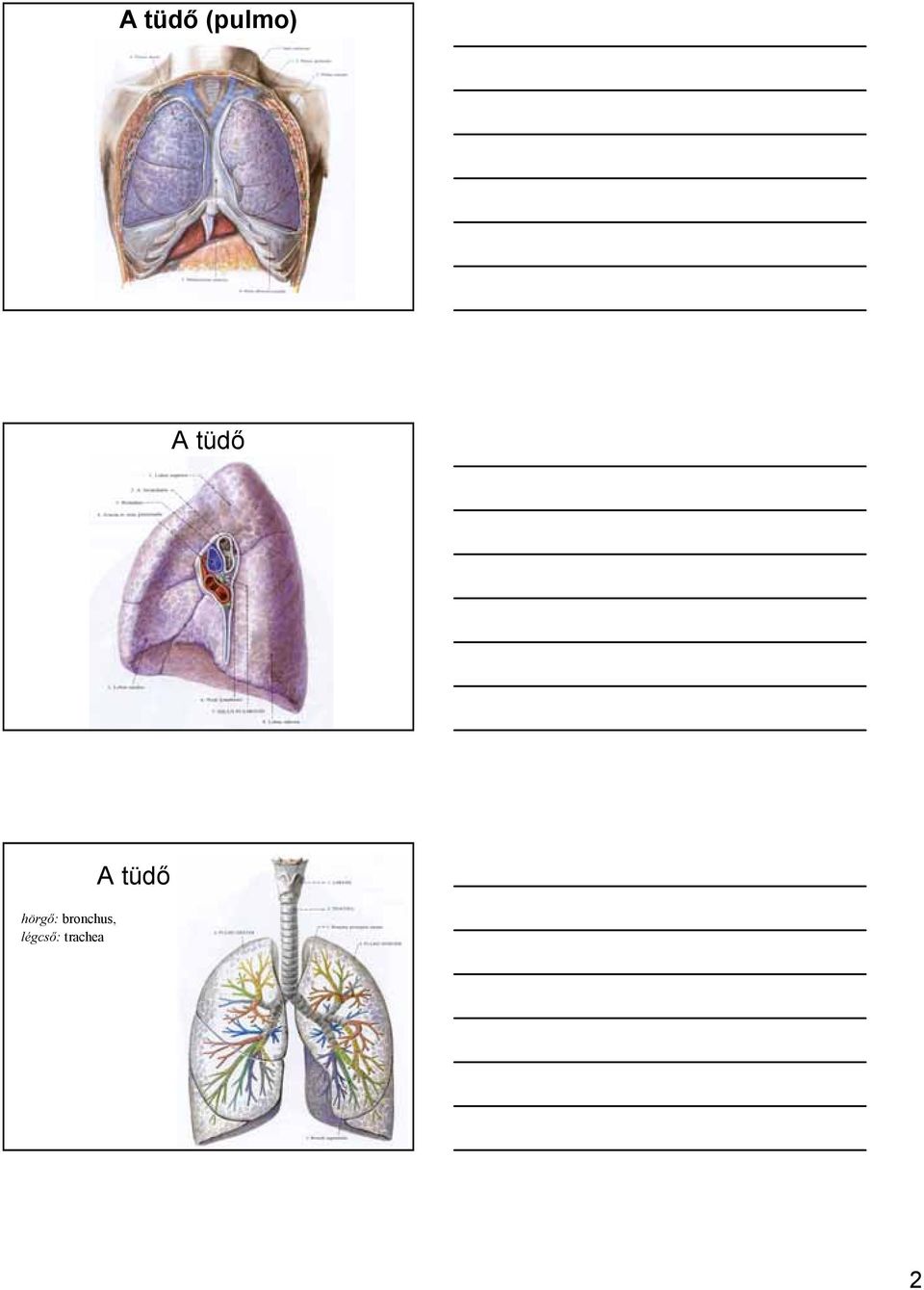 bronchus,