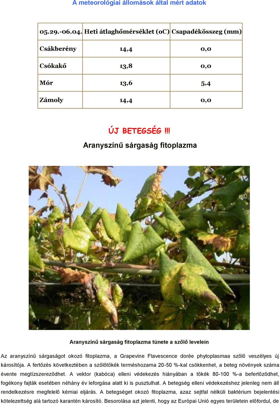 károsítója. A fertőzés következtében a szőlőtőkék terméshozama 20-50 %-kal csökkenhet, a beteg növények száma évente megtízszereződhet.