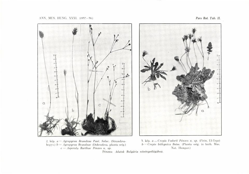 ) c = Asperula Barthae Pénzes n. sp. PÉNZES: Adatok Bulgária Pars Bot Tab. U. 5. kép.