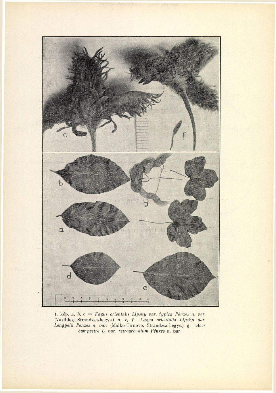 f = Fagus orientális Lipsky var.