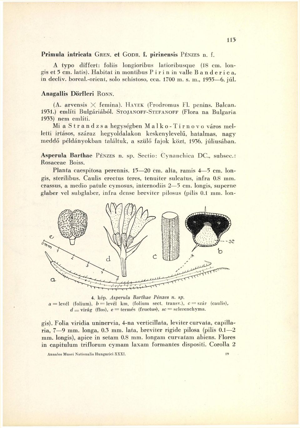 penins. Balcan. 1931.) említi Bulgáriából. STOJANOFF-STEFANOFF (Flora na Bulgaria 1933) nem említi.