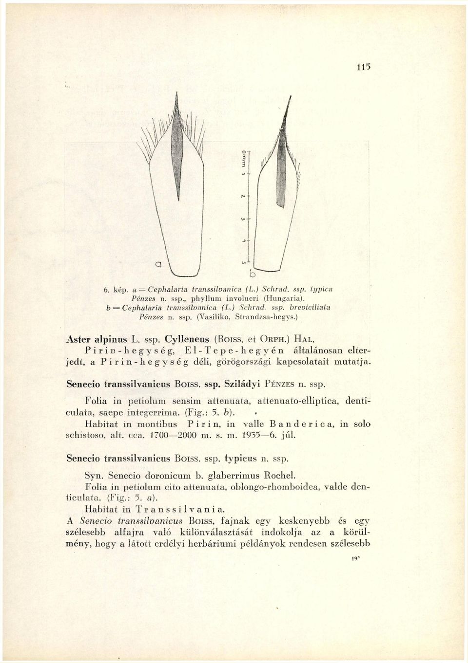 Senecio transsilvanicus BOISS. ssp. Sziládyi PÉNZES n. ssp. Folia in petiolum sensim attenuata, attenuato-elliptica, denticulata, saepe integerrima. (Fig.: 5. b).