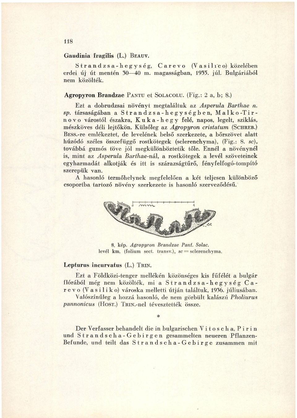 társaságában a S t r a n d z s a - b e g y s é g b e n, M a l k o - T i r n o v o várostól északra, K u k a - h e g y felé, napos, legelt, sziklás, mészköves déli lejtőkön.
