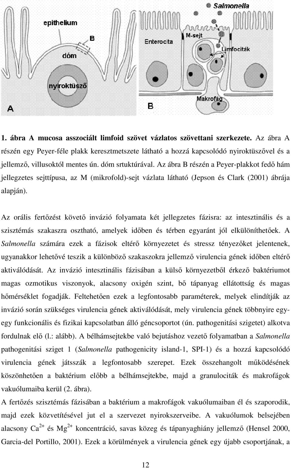 Az ábra B részén a Peyer-plakkot fedő hám jellegzetes sejttípusa, az M (mikrofold)-sejt vázlata látható (Jepson és Clark (2001) ábrája alapján).