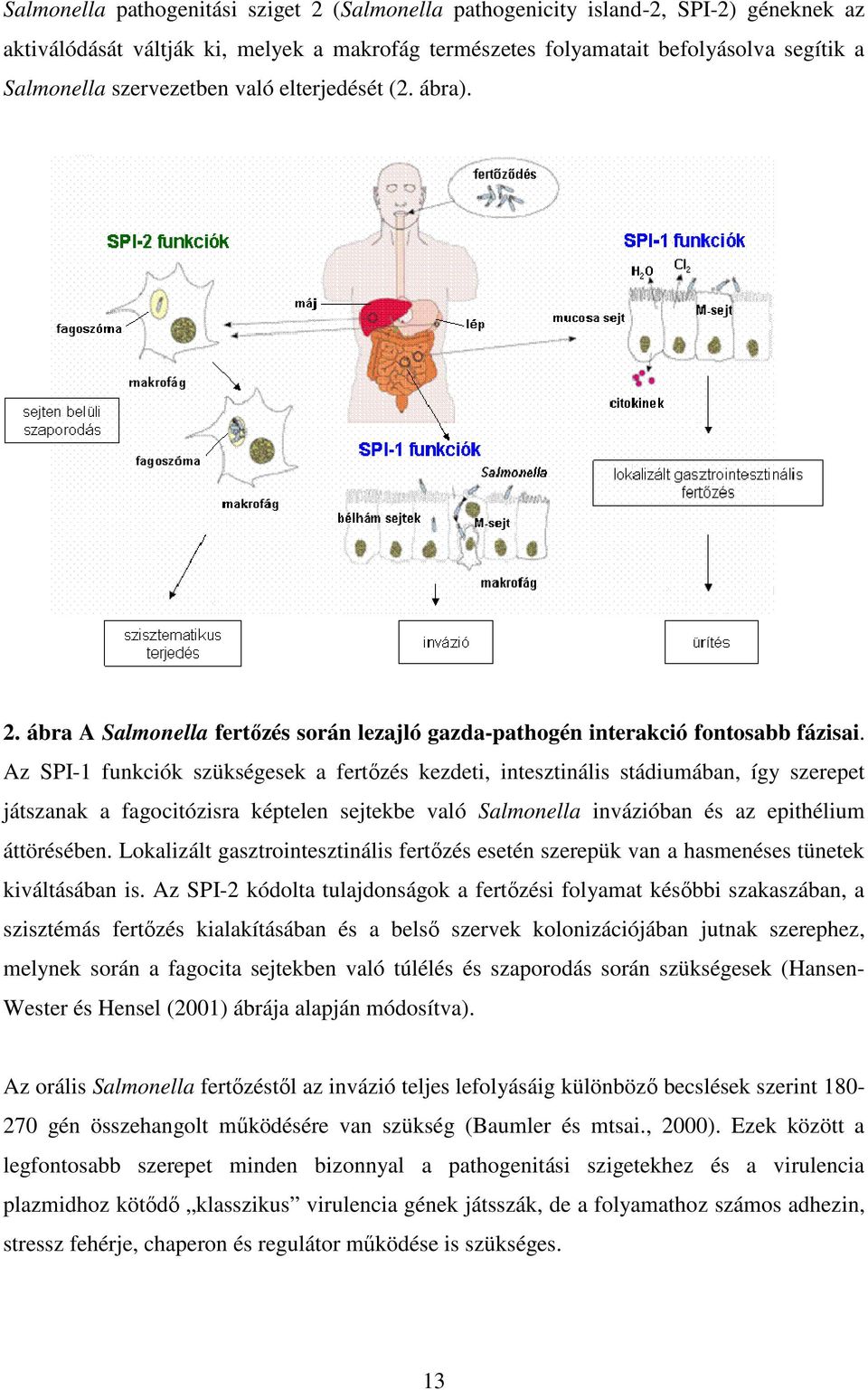 Az SPI-1 funkciók szükségesek a fertőzés kezdeti, intesztinális stádiumában, így szerepet játszanak a fagocitózisra képtelen sejtekbe való Salmonella invázióban és az epithélium áttörésében.