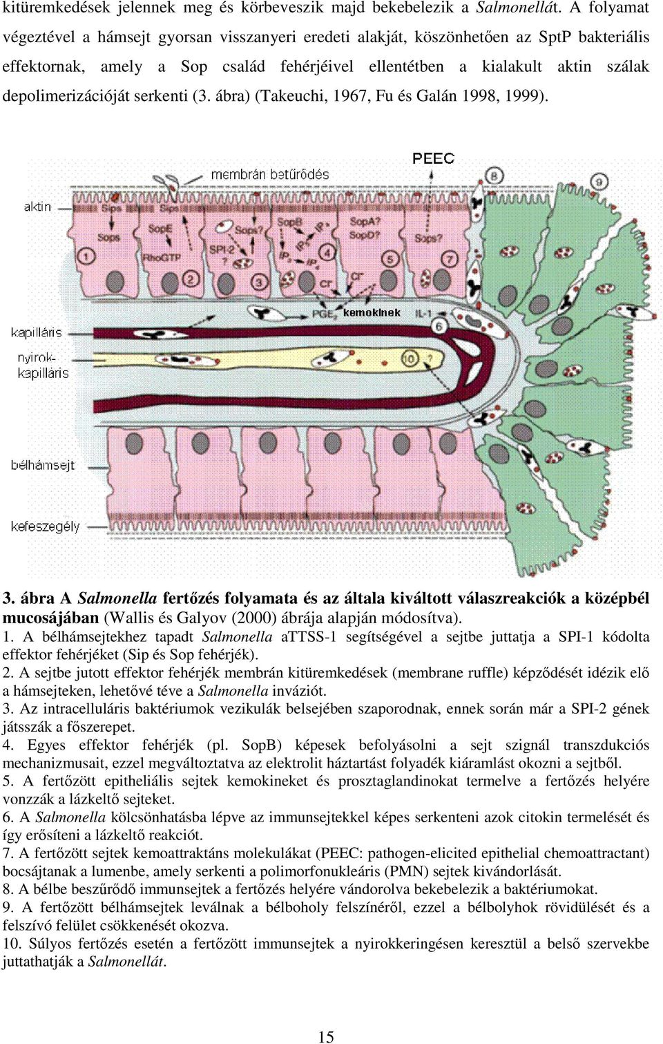 depolimerizációját serkenti (3. ábra) (Takeuchi, 1967, Fu és Galán 1998, 1999). 3.