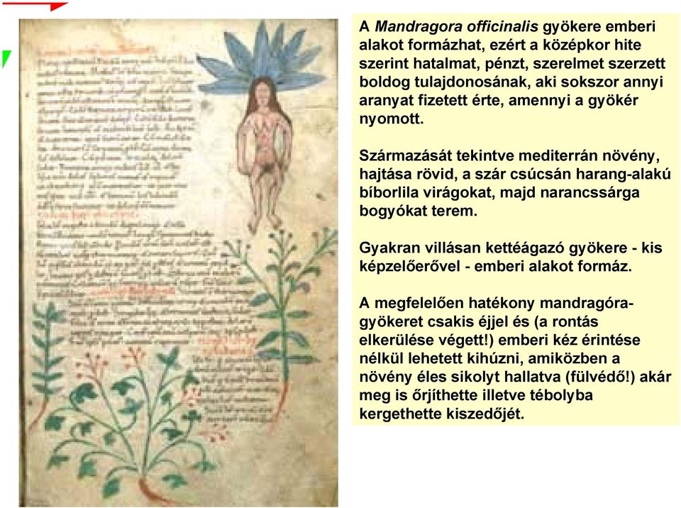 Származását tekintve mediterrán növény, hajtása rövid, a szár csúcsán harang-alakú bíborlila virágokat, majd narancssárga bogyókat terem.