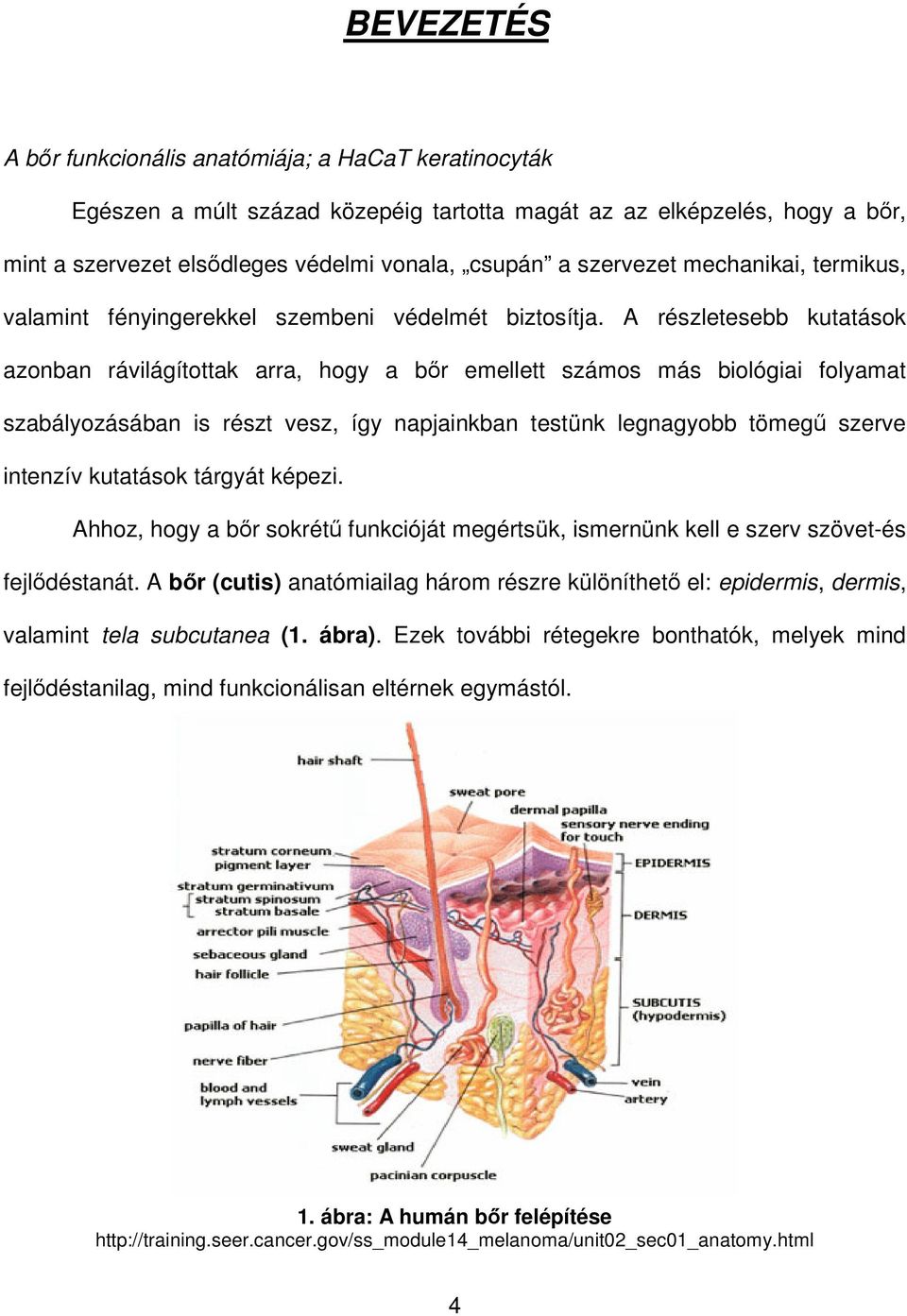A részletesebb kutatások azonban rávilágítottak arra, hogy a bır emellett számos más biológiai folyamat szabályozásában is részt vesz, így napjainkban testünk legnagyobb tömegő szerve intenzív