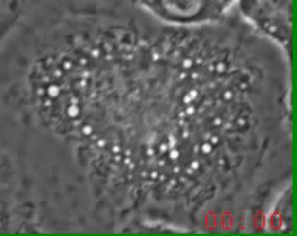 in vitro,