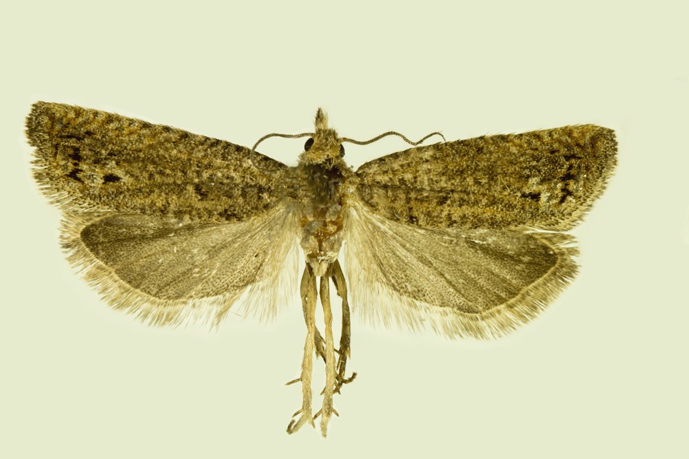 Microlepidoptera.hu 10 (2015) 25 7 8 9 10 11 12 7. ábra Fig. 7. Monochroa rectifasciella, imágó/adult, (coll. és fotó/coll. and photo: J.