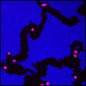 4.43 ábra Kitapadt sejtek vándorlásának útvonalai jól detektálhatók fluoreszcensen jelzett mikrogyöngyfelszíneken ( Cellomics Inc 1999-2006.