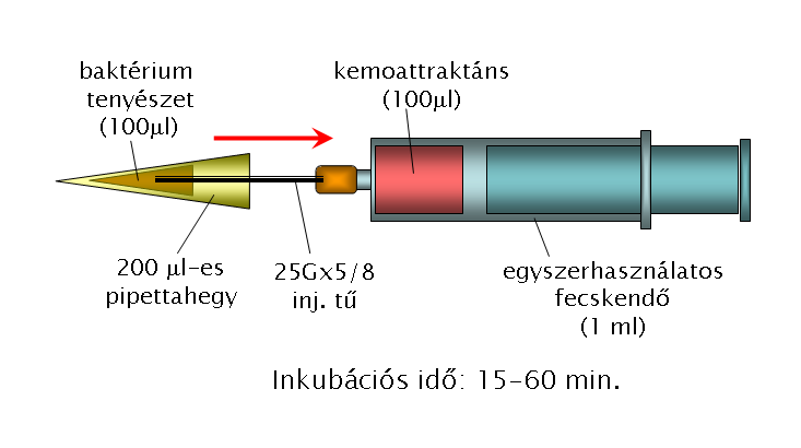 A fentiekben leírt kapilláris assay-k hátrányait igyekszik kiküszöbölni a viszonylag megbízható mintatérfogatok bemérésére képes fecskendős eljárás [108] (3.7 ábra). 3.