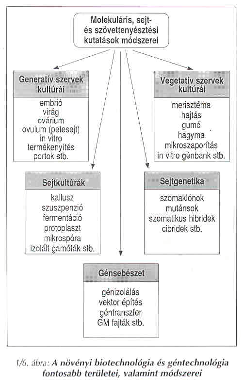 A növényin nyi biotechnológia és géntechnológia fontosabb