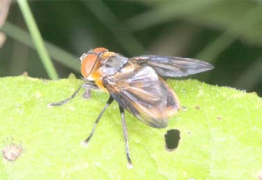 238 Tóth S.: Magyarország fürkészlégy faunája (Diptera: Tachinidae) 496. ábra: A Phasia hemiptera lelőhelyei 497.