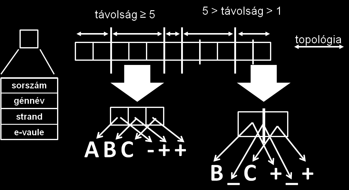 5.12. ábra Az adott bakteriális kromoszómán talált topológiák kinyerése. Az ábrán a sorba rendezett gének távolságát három csoportba foglaltam, és különböző színű függőleges vonalakkal jelöltem.