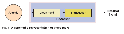 BIOSZENZOR Bioérzékelő funkcionális diagramja 35 BIOÉRZÉKELŐK A bioérzékelők olyan érzékelők, melyek működése az élő szervezetekre jellemző specifikus reakción alapul. Pl.