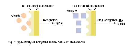 ELEMENTS OF BIOSENSORS Biológiai jelfelismerő Jelátalakító, érzékelő BIOELEMENT