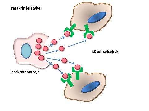 A sejt és környezete, jelátviteli folyamatok autokrin jelátvitel: a sejtek a saját maguk által termelt anyagokra reagálnak, a hírvivő molekula és receptora