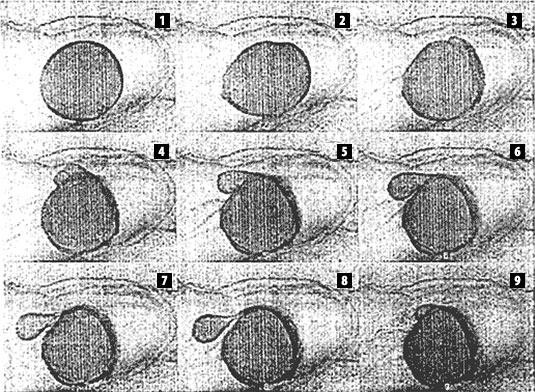 Biotenzidek A biotenzidek csökkentik az olajcseppek felületi feszültségét mikrocseppek jönnek létre,
