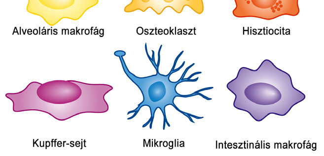 2 szabadgyök keletkezik. A folyamat során felszabaduló protonokat a nemrég azonosított Hv1 protoncsatornán [54,55] keresztüli protonáram kompenzálja (4. ábra).
