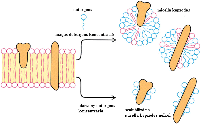Solubilization of membrane proteins with detergents - strong / ionic detergents: e.g. octyl-glycoside, SDS Full solubilization - weak /non ionic detergents: e.