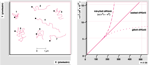 Single Particle Tracking (SP(D)T) alacsony fényű, hiperszenzitív (gyors) videomikroszkópiával: a