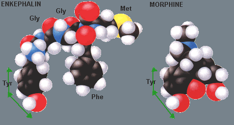 Morphine and enkephalins: schematic structural comparisons Leu-enkephalin Morphine Met-enkephalin HO Tyr 1 HO A -ring HO Tyr 1 Leu 5