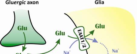 21. ábra A Glu által kiváltott GABA felszabadulás modellje. A Glu-val együtt transzportálódó Na + ionok beáramlása emelt intracelluláris Na + ion koncentrációt eredményez.