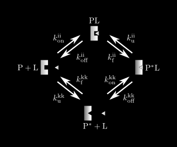 2. ábra. Ligandumkötés egyszerűsített kinetikai sémája.