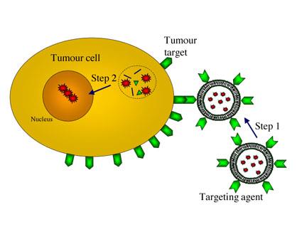 Célzott gyógyszerhatás rákos sejt cél