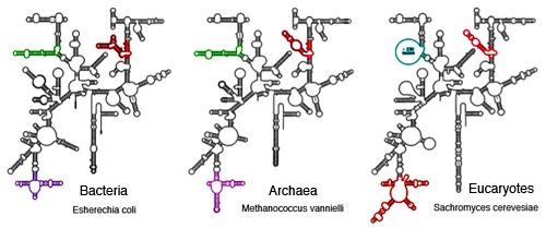 A MOLEKULÁRIS ÓRÁK A molekuláris óra elmélete Molecules as documents of evolutionary History J. Theoret. Biol. (1965) 8 357-366 E. Zuckerkandl, L.