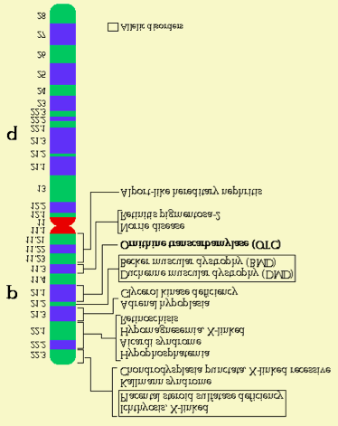 Mendeli genetika, kapcsoltság 28 Azokban a kísérletekben viszont, amelyekben Thomas Hunt Morgan és munkatársai vörös szem muslica (Drosophila melanogaster) n stényeket fehérszem hímekkel