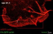 Fluorescence Recovery After Photobleaching (FRAP) http://www.ncbi.nlm.nih.gov/pmc/articles/pmc2265112/?tool=pmcentrez Rapid translocation of bleached actin to the cell front).