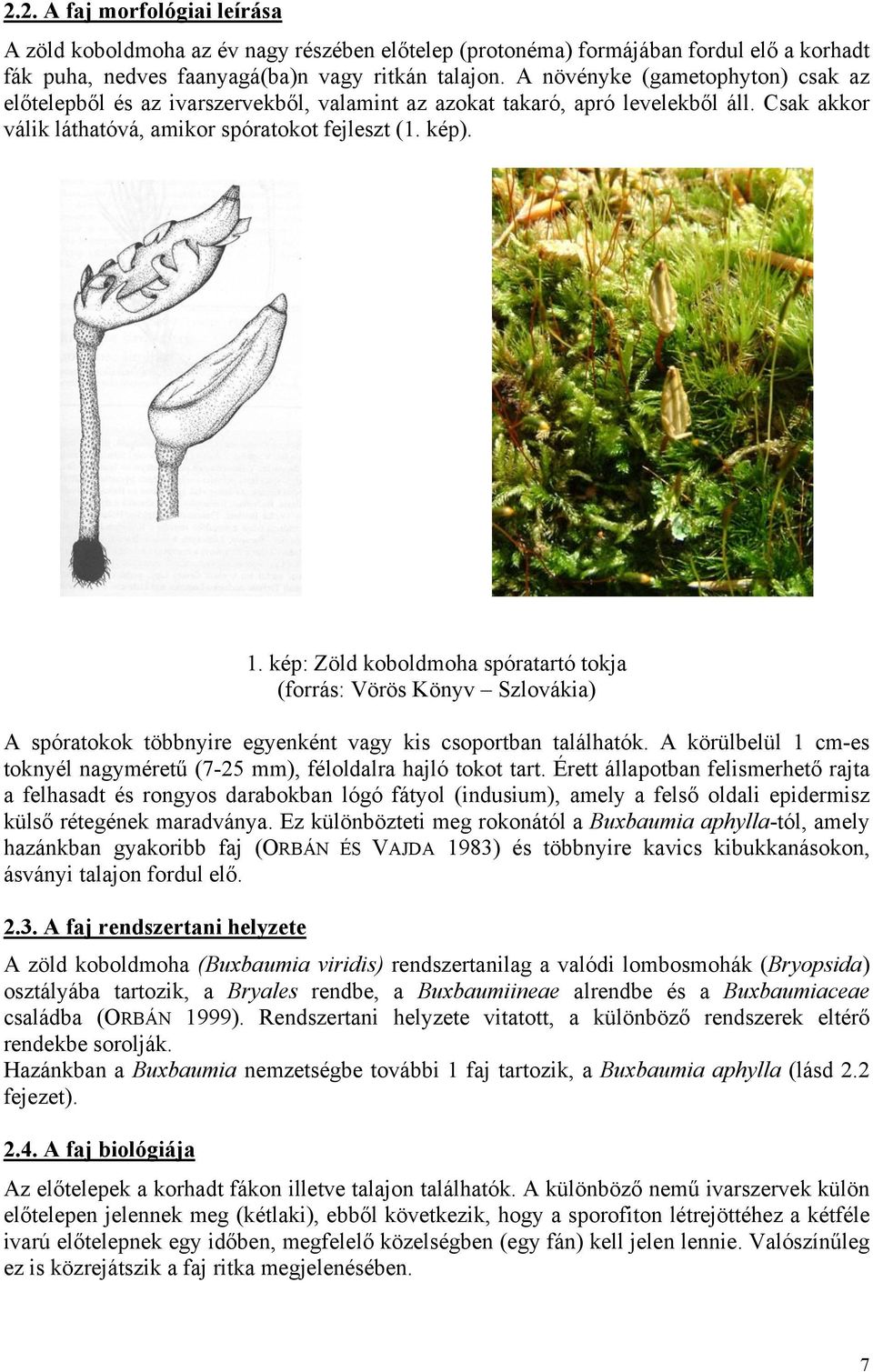 kép: Zöld koboldmoha spóratartó tokja (forrás: Vörös Könyv Szlovákia) A spóratokok többnyire egyenként vagy kis csoportban találhatók.