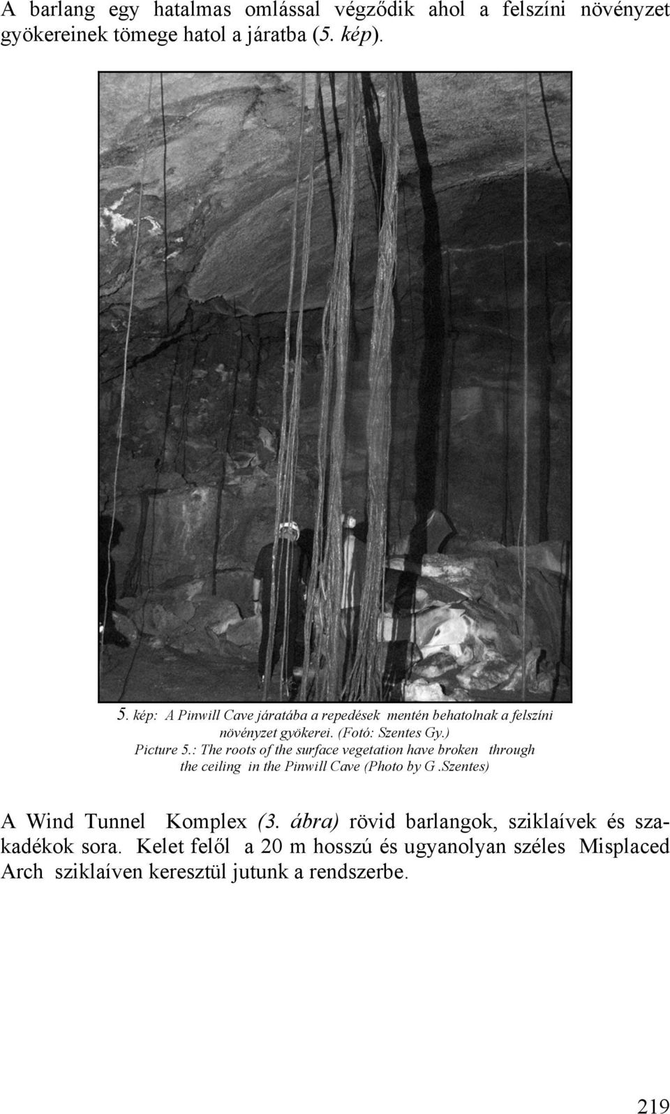 : The roots of the surface vegetation have broken through the ceiling in the Pinwill Cave (Photo by G.