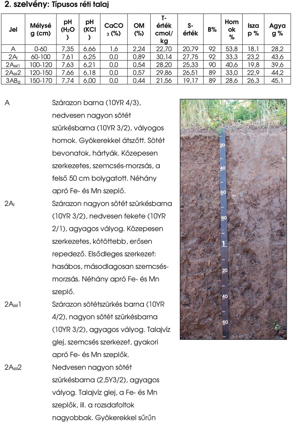 150-170 7,74 6,00 0,0 0,44 21,56 19,17 89 28,6 26,3 45,1 A Szárazon barna (10YR 4/3), nedvesen nagyon sötét szürkésbarna (10YR 3/2), vályogos homok. Gyökerekkel átszőtt. Sötét bevonatok, hártyák.