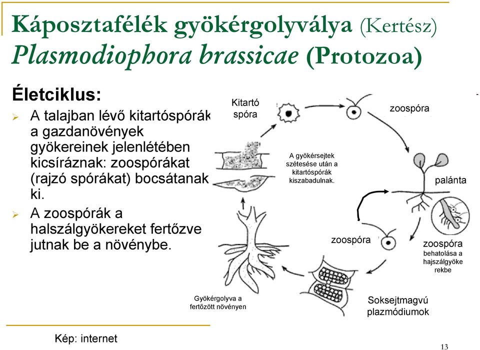 A zoospórák a halszálgyökereket fertőzve jutnak be a növénybe.