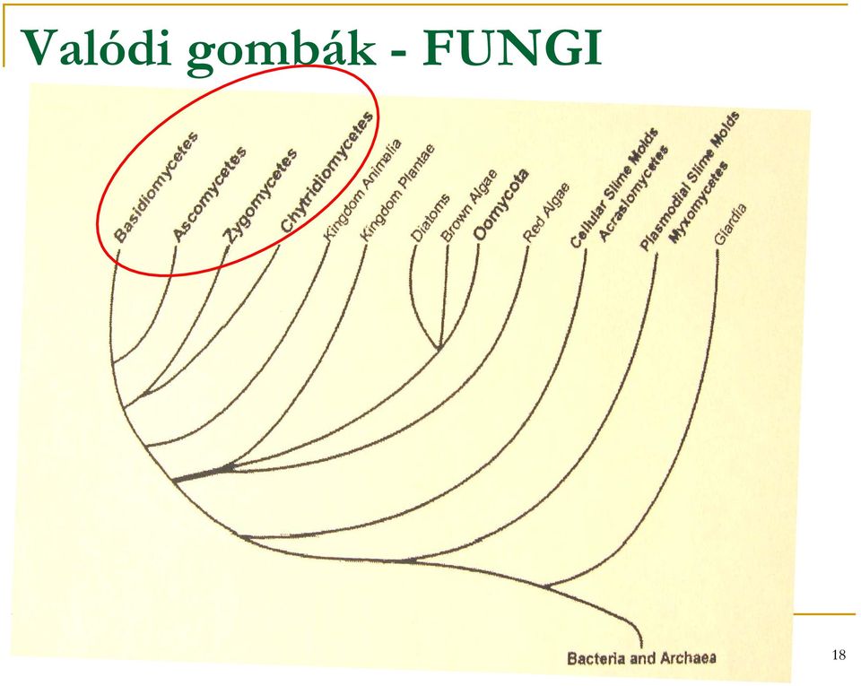 FUNGI 18