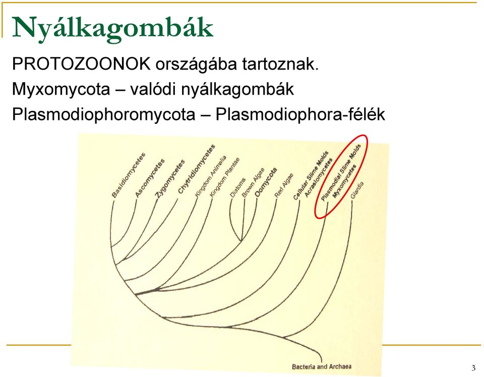 Myxomycota valódi