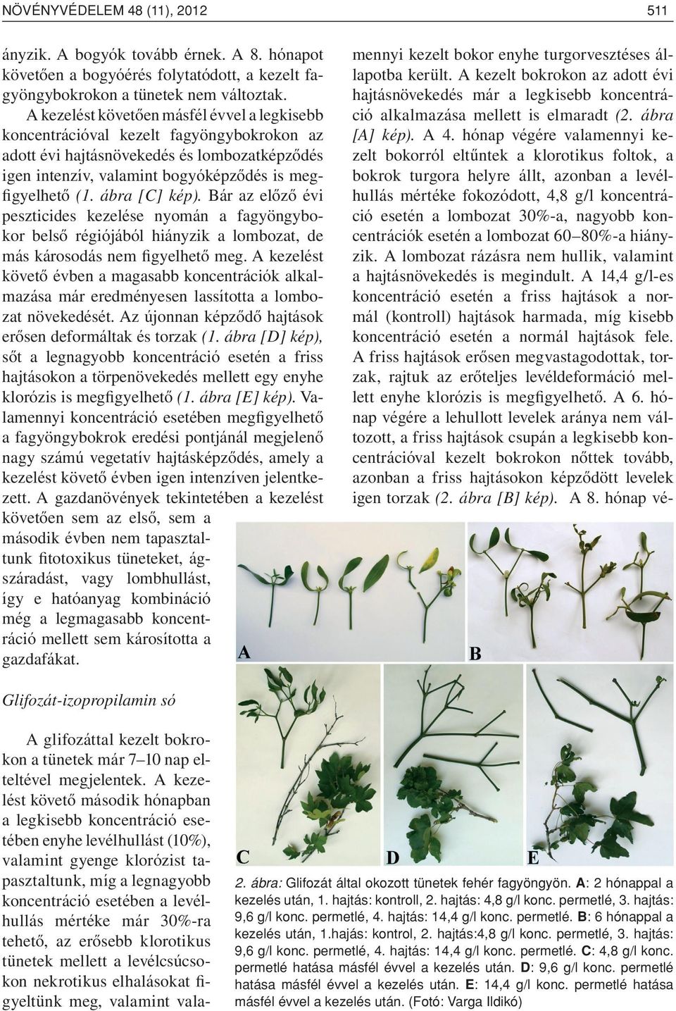 ábra [C] kép). Bár az elôzô évi peszticides kezelése nyomán a fagyöngybokor belsô régiójából hiányzik a lombozat, de más károsodás nem figyelhetô meg.