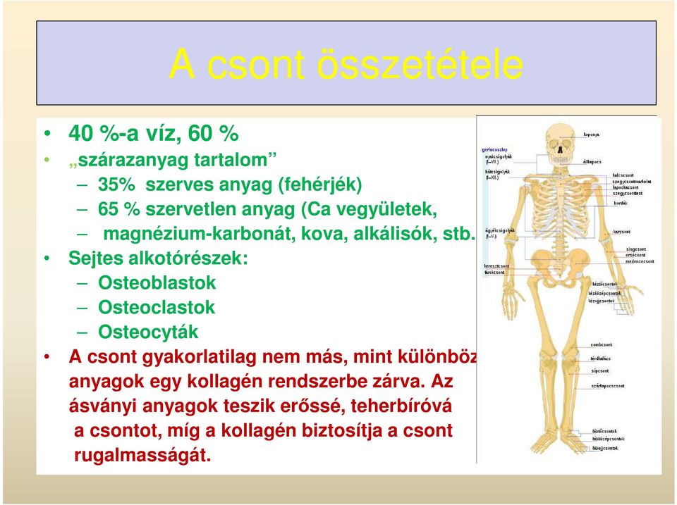 ) Sejtes alkotórészek: Osteoblastok Osteoclastok Osteocyták A csont gyakorlatilag nem más, mint különböző