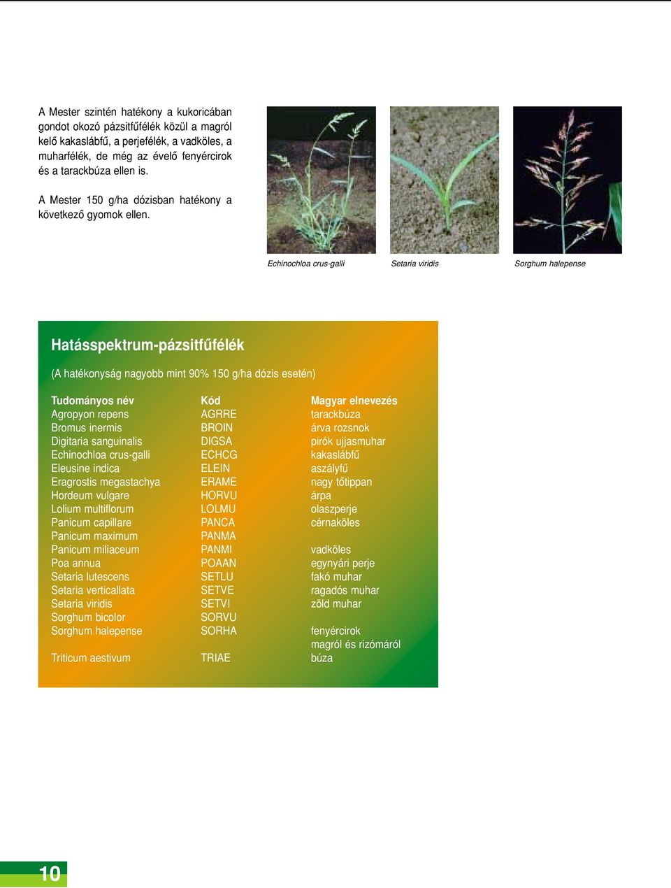 Echinochloa crus-galli Setaria viridis Sorghum halepense Hatásspektrum-pázsitfûfélék (A hatékonyság nagyobb mint 90% 150 g/ha dózis esetén) Tudományos név Kód Magyar elnevezés Agropyon repens AGRRE