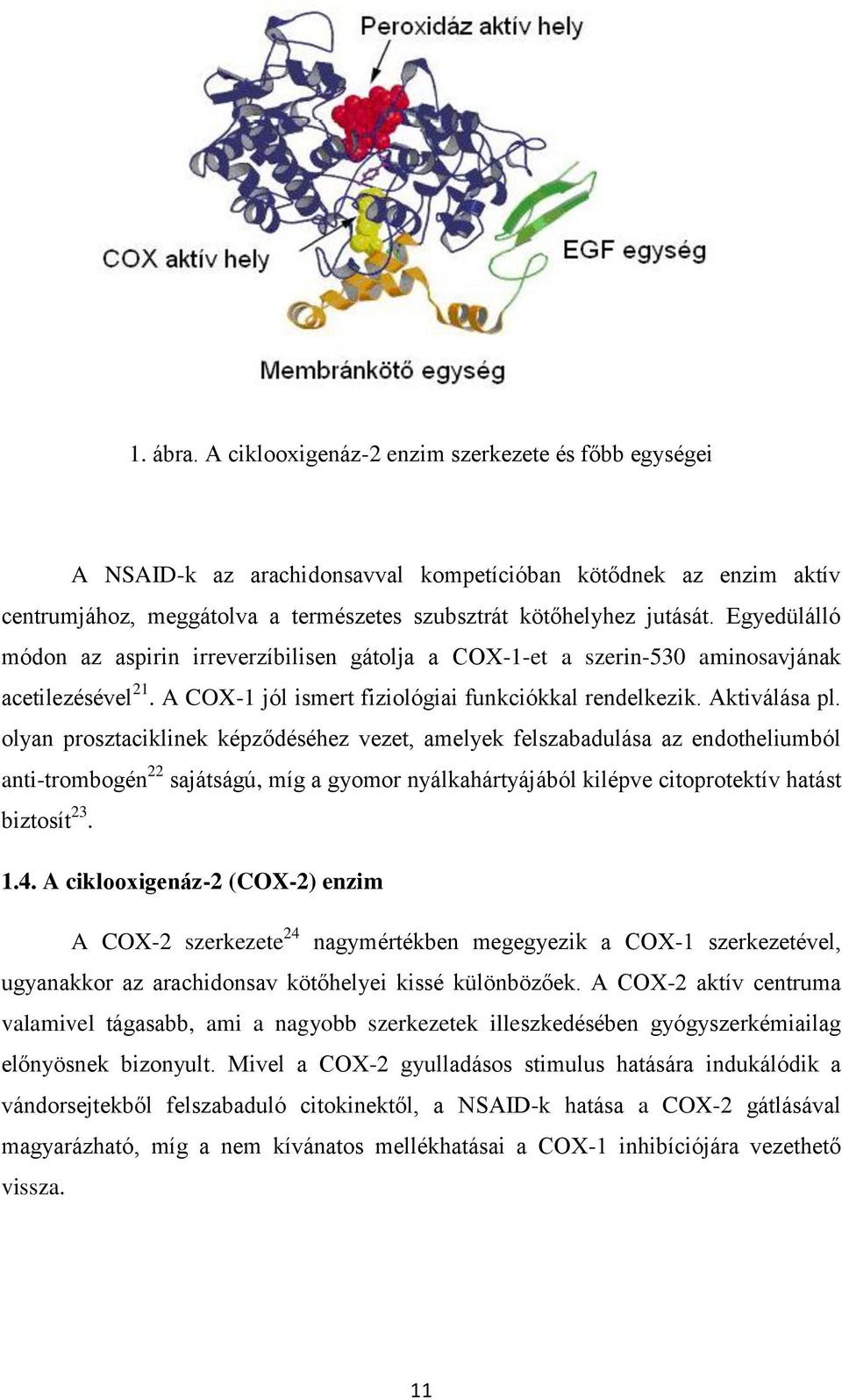 olyan prosztaciklinek képződéséhez vezet, amelyek felszabadulása az endotheliumból anti-trombogén 22 sajátságú, míg a gyomor nyálkahártyájából kilépve citoprotektív hatást biztosít 23. 1.4.