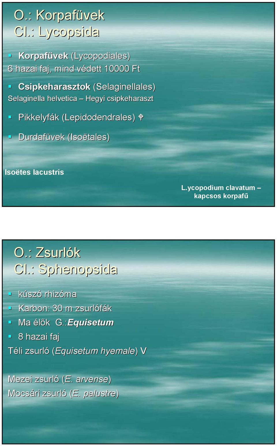 helvetica Hegyi csipkeharaszt Pikkelyfák (Lepidodendrales( Lepidodendrales) Durdafüvek (Isoëtales) Isoëtes lacustris L.