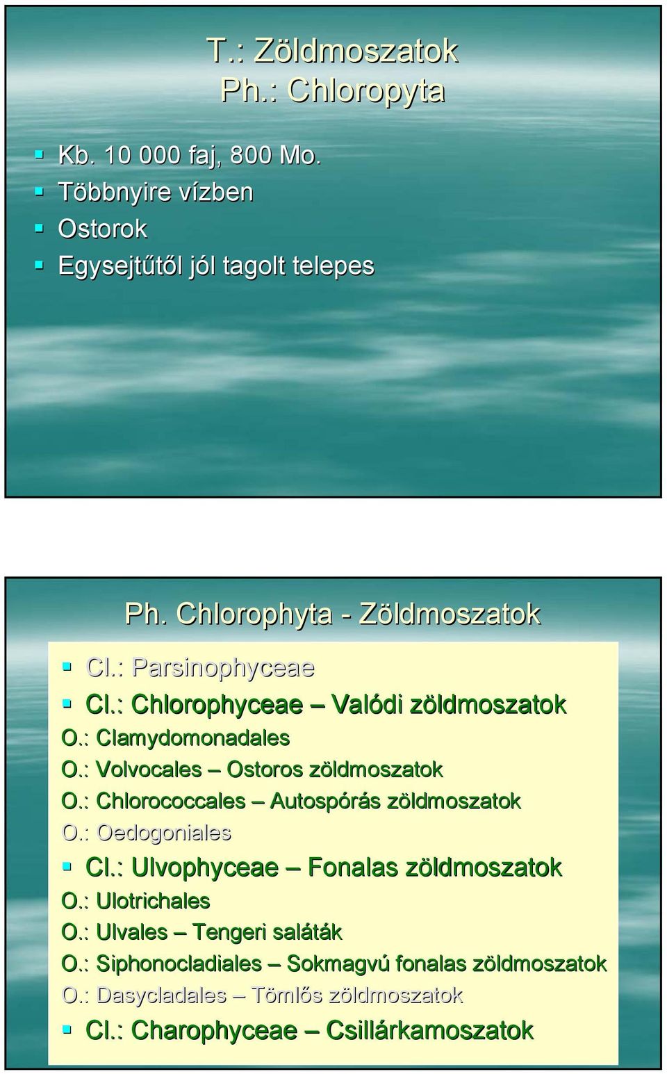 : Volvocales Ostoros zöldmoszatok O.: Chlorococcales Autospórás zöldmoszatok O.: Oedogoniales Cl.