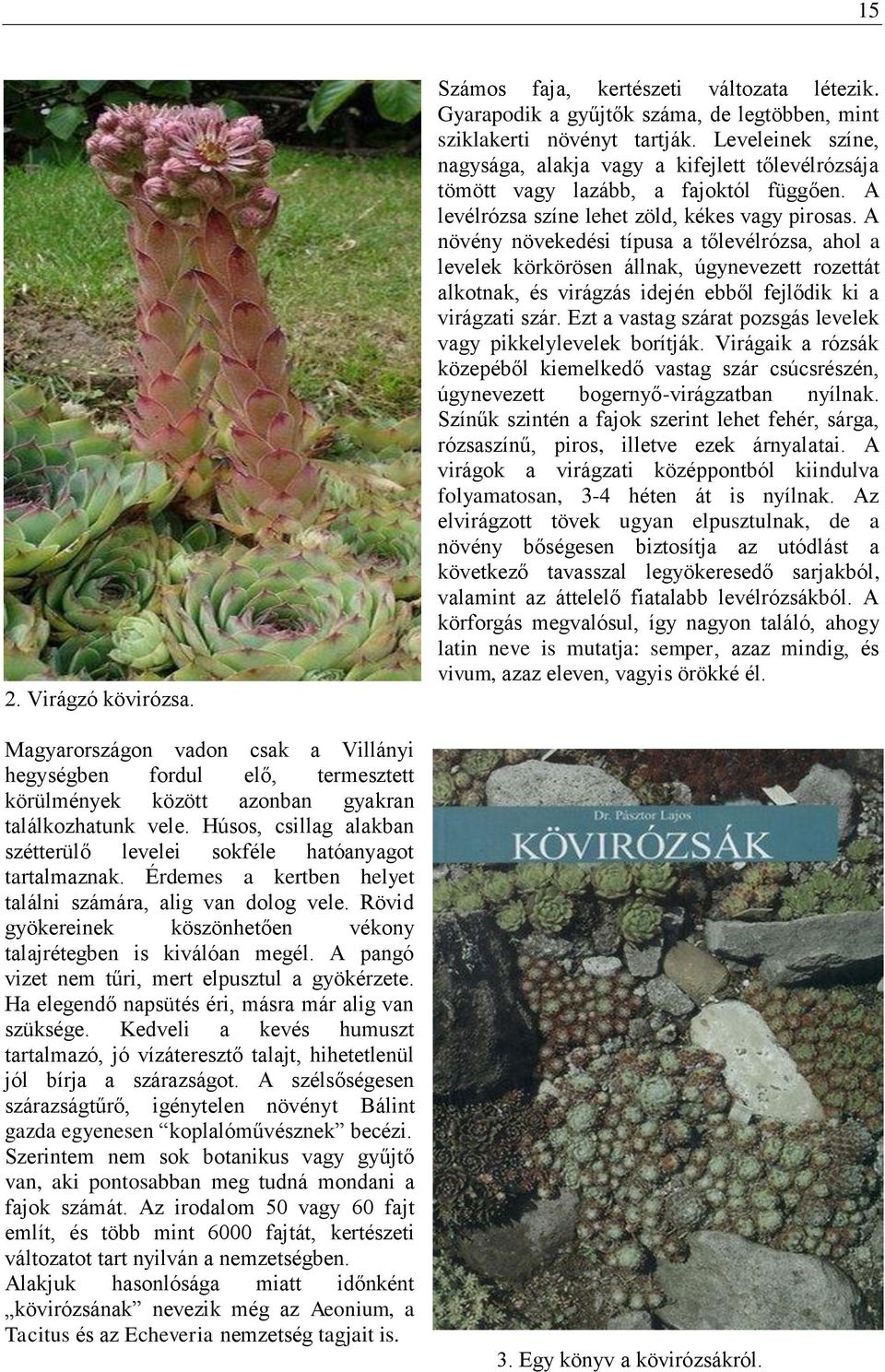 Rövid gyökereinek köszönhetően vékony talajrétegben is kiválóan megél. A pangó vizet nem tűri, mert elpusztul a gyökérzete. Ha elegendő napsütés éri, másra már alig van szüksége.
